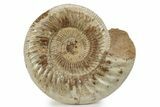 Jurassic Ammonite (Perisphinctes) - Madagascar #241656-1